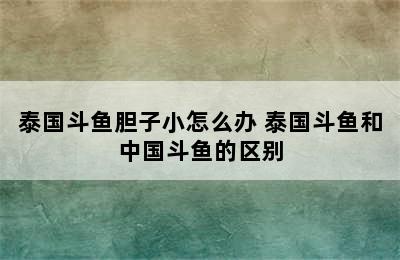 泰国斗鱼胆子小怎么办 泰国斗鱼和中国斗鱼的区别